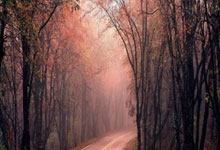 巴西队终有靠谱中锋!5场狂轰6球 球迷：新R9上线.